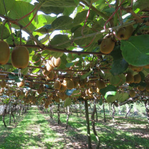 kiwifruit three orchards three designs post
