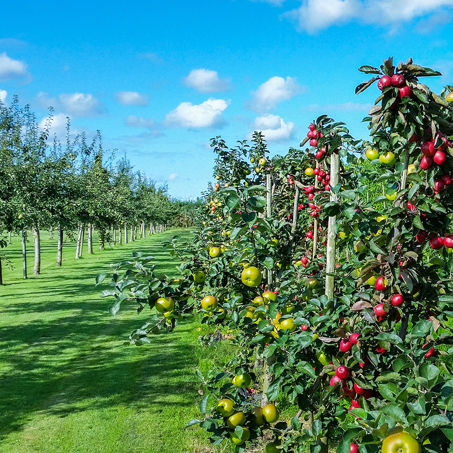 orchard and trees
