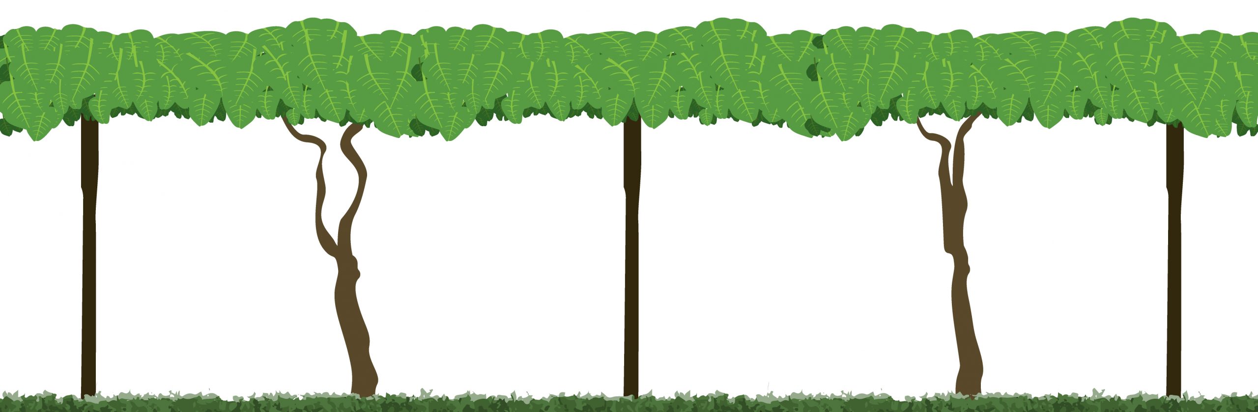 Kiwifruit canopy graphic