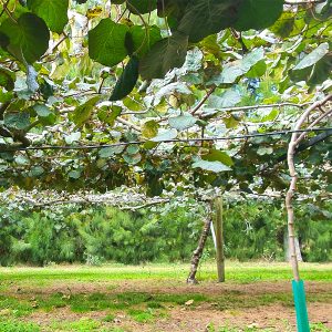 Below kiwifruit canopy orchard