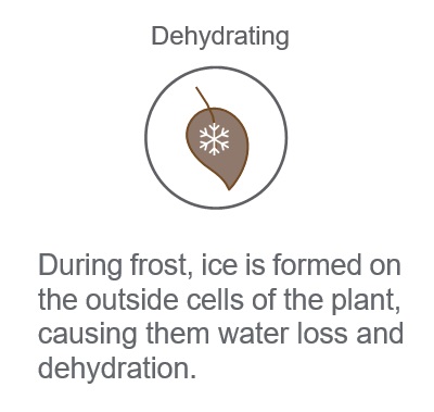 dehidration