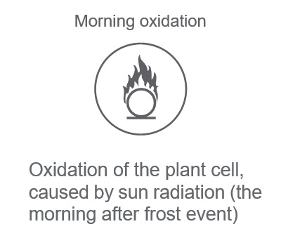 morning oxidation 2
