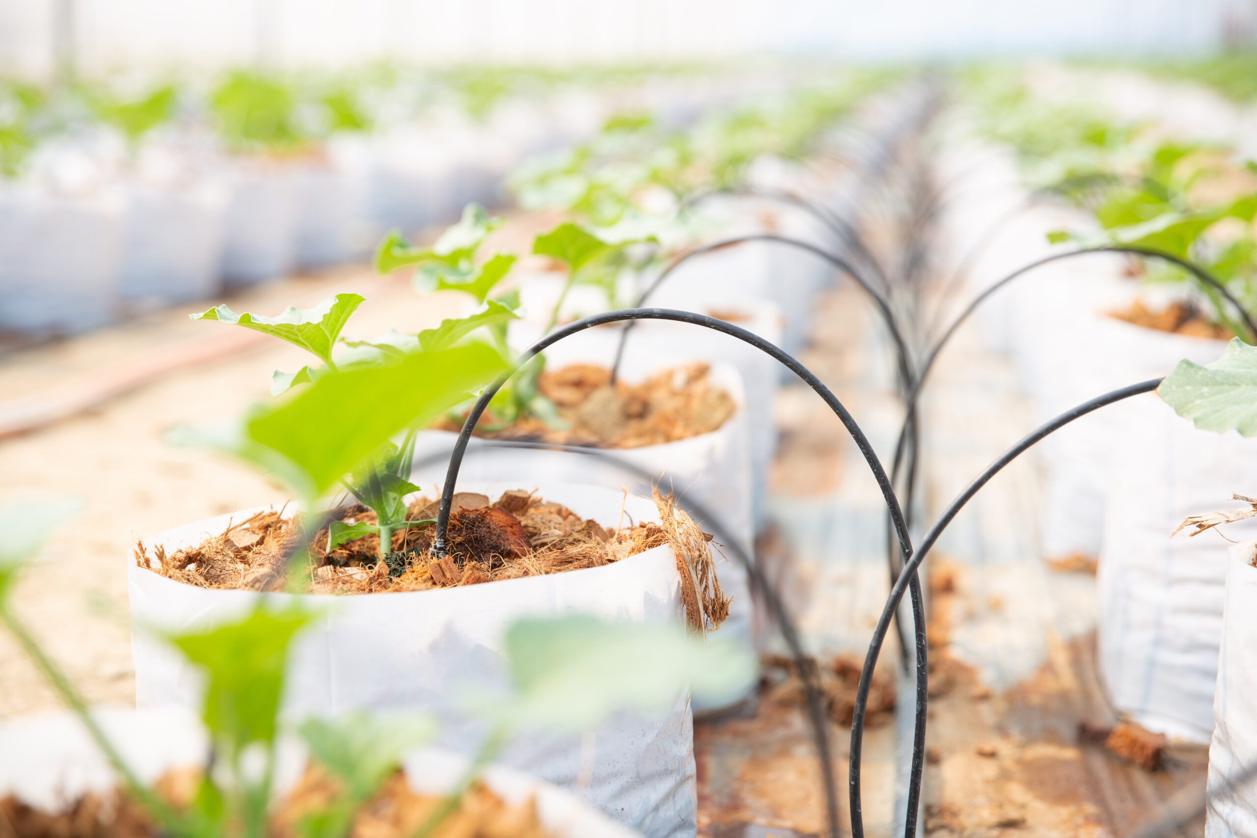 Young plants in greenhouse with irrigation system.