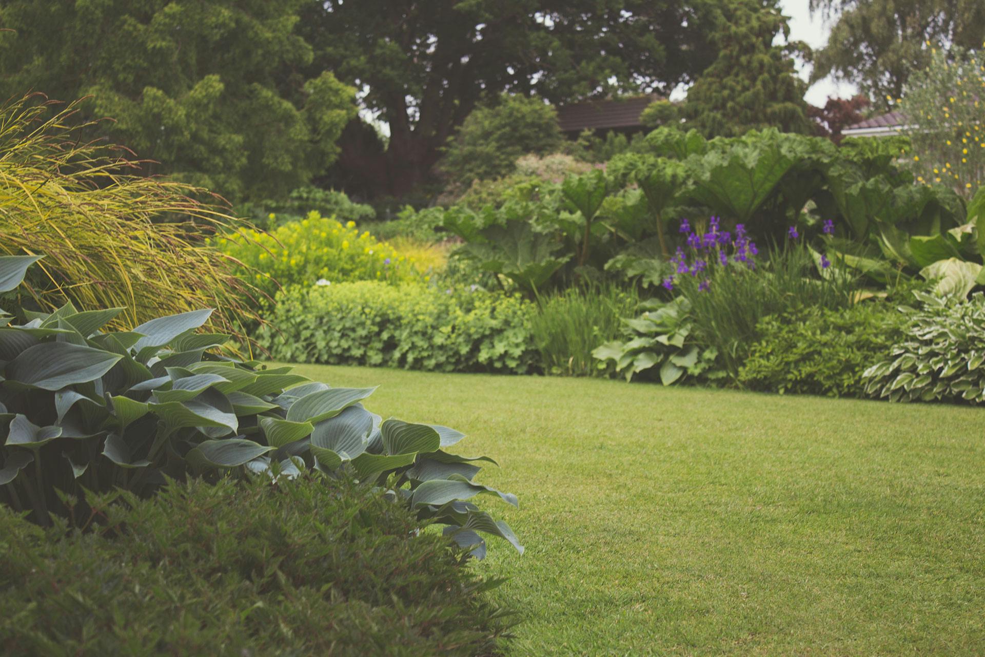Lush garden with green plants and purple flowers
