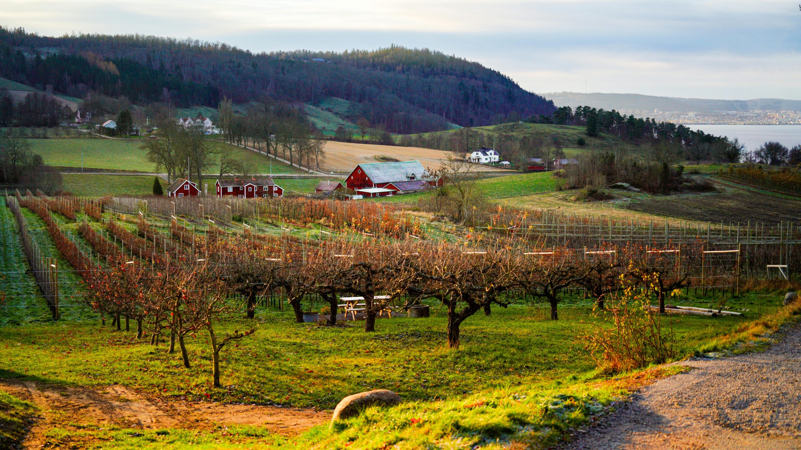 Scenic rural landscape with vineyards and farm buildings.