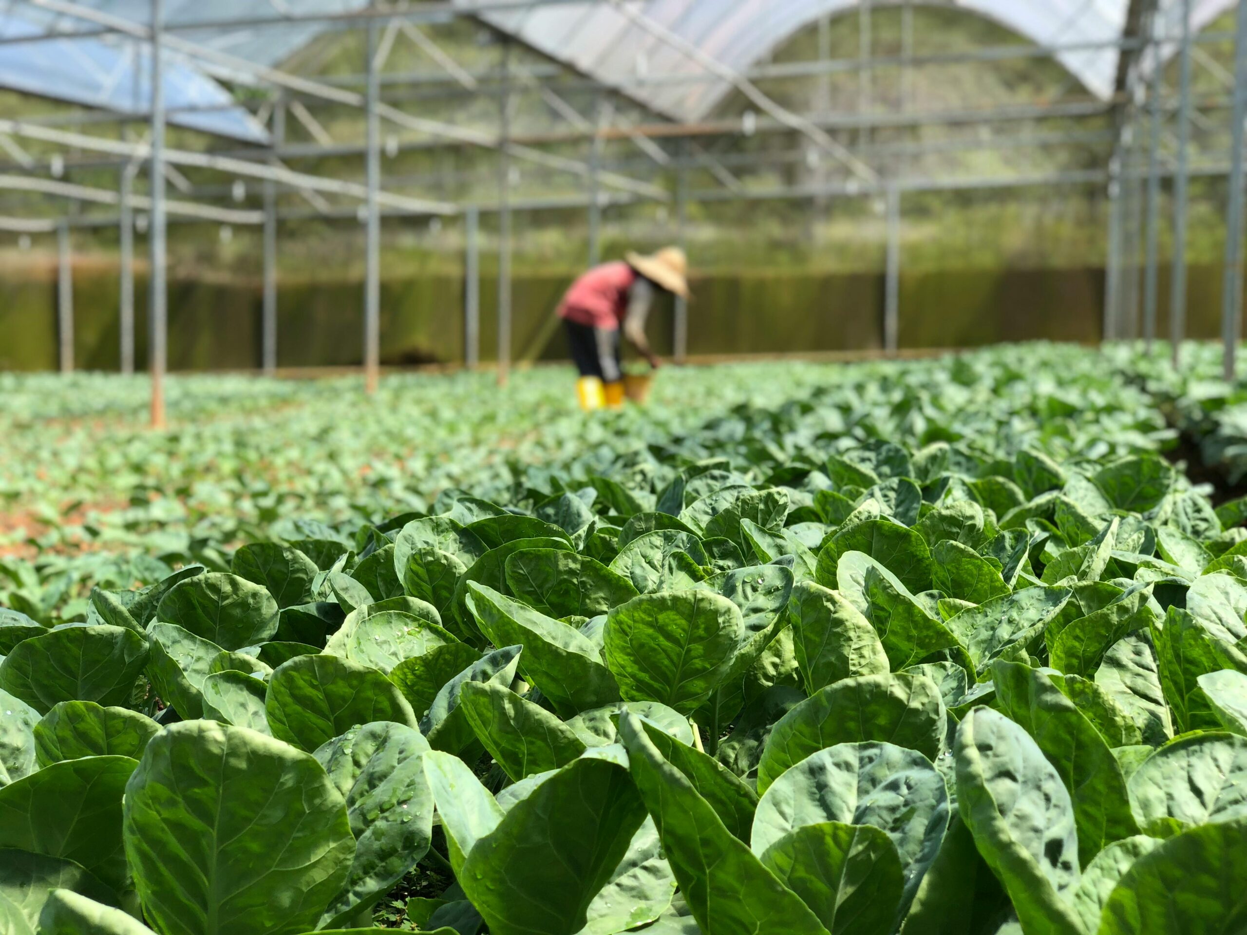 Farmer working in leafy green vegetable greenhouse.
