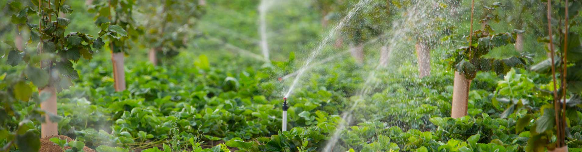 Irrigation sprinkler watering lush green crop rows