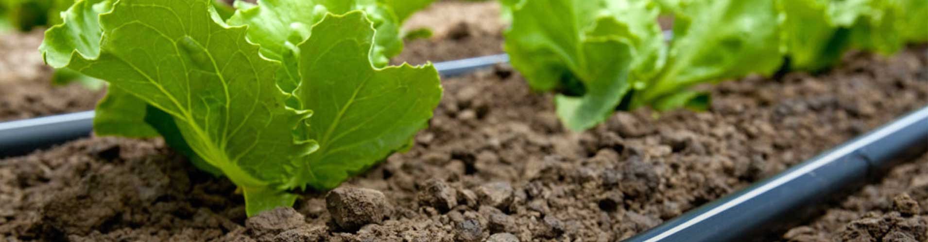 Young lettuce plants with drip irrigation in soil